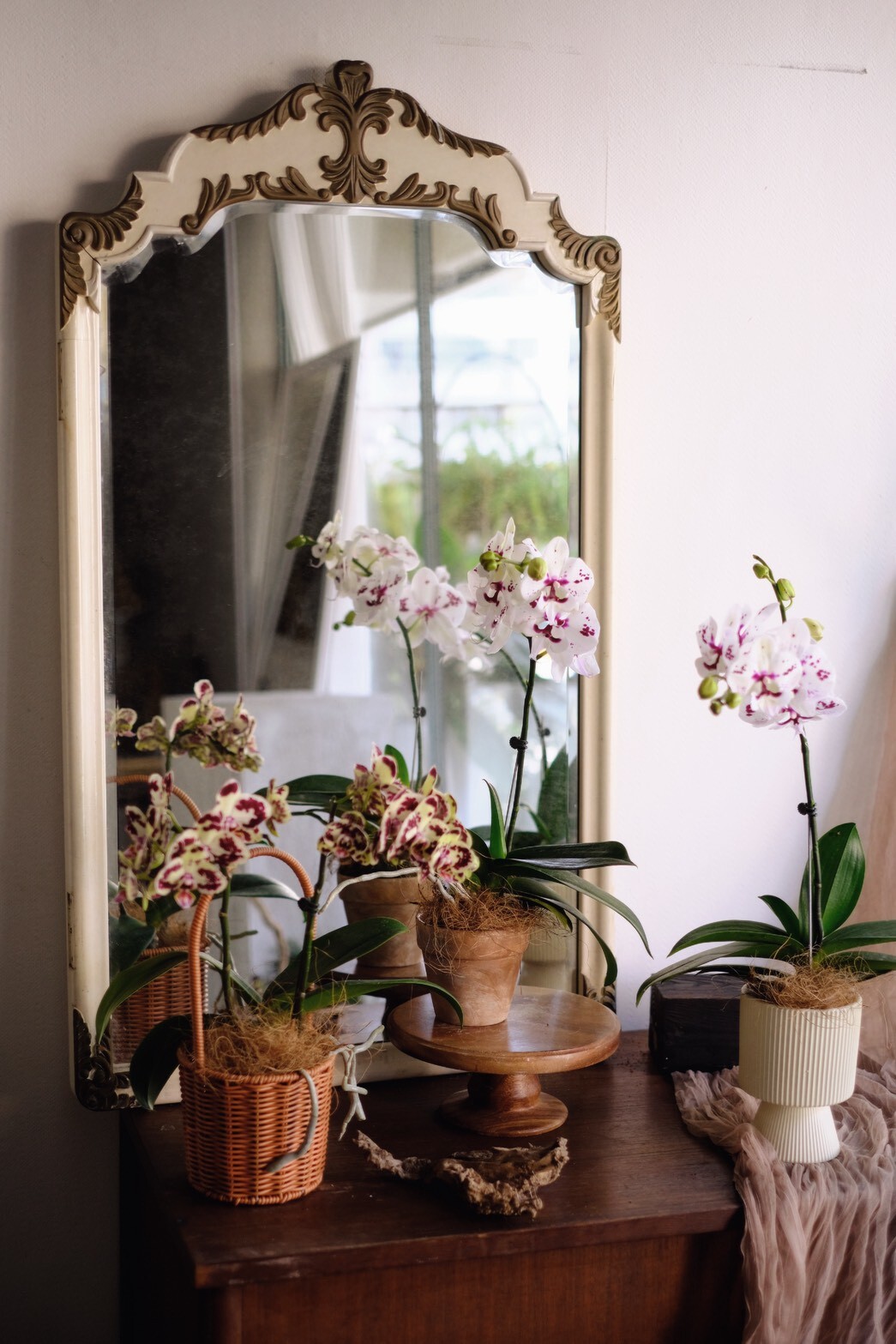 慢慢選｜新春限定蘭花盆花