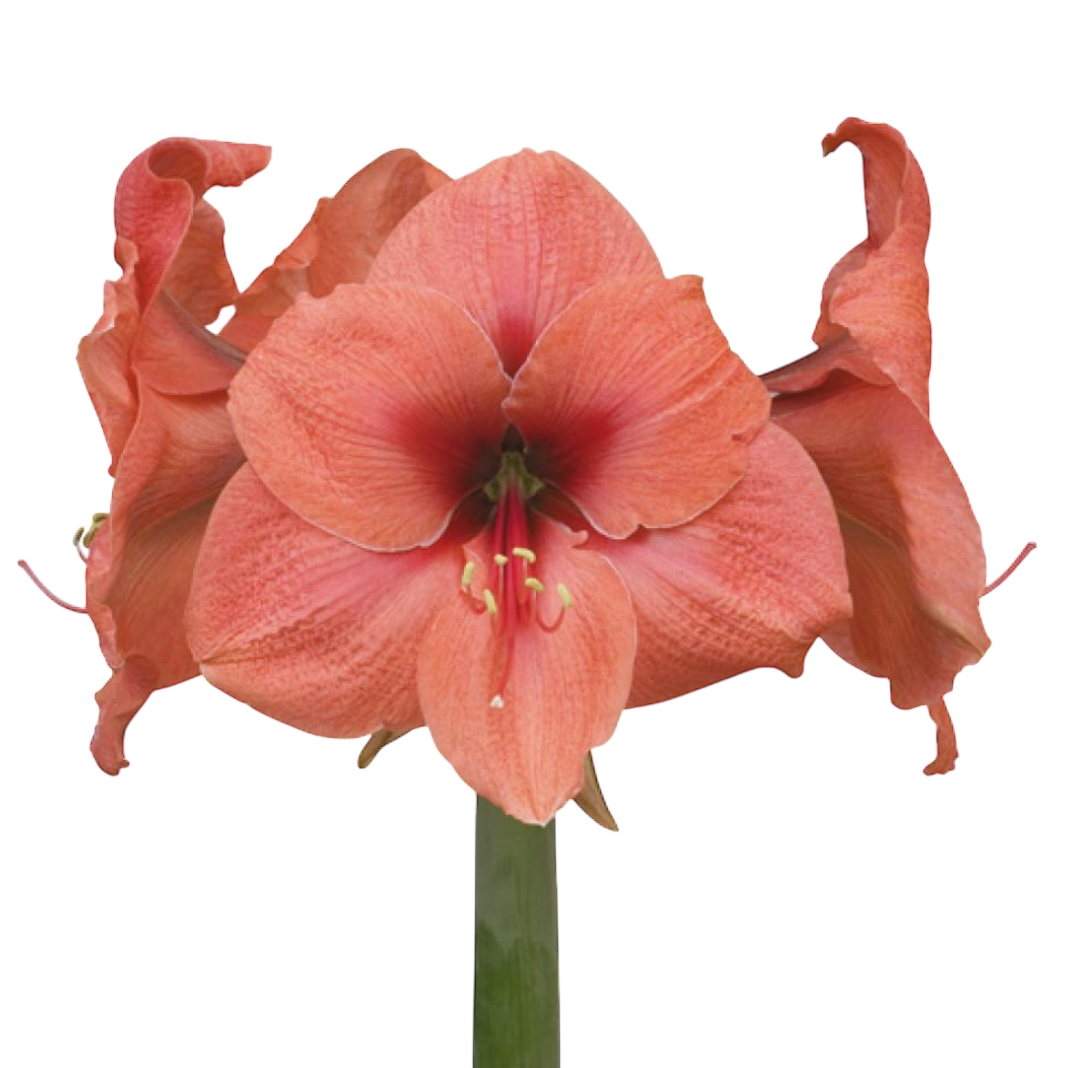 Amaryllis, Premium, Bouquet Orange-Pink 75cm 4 Heads