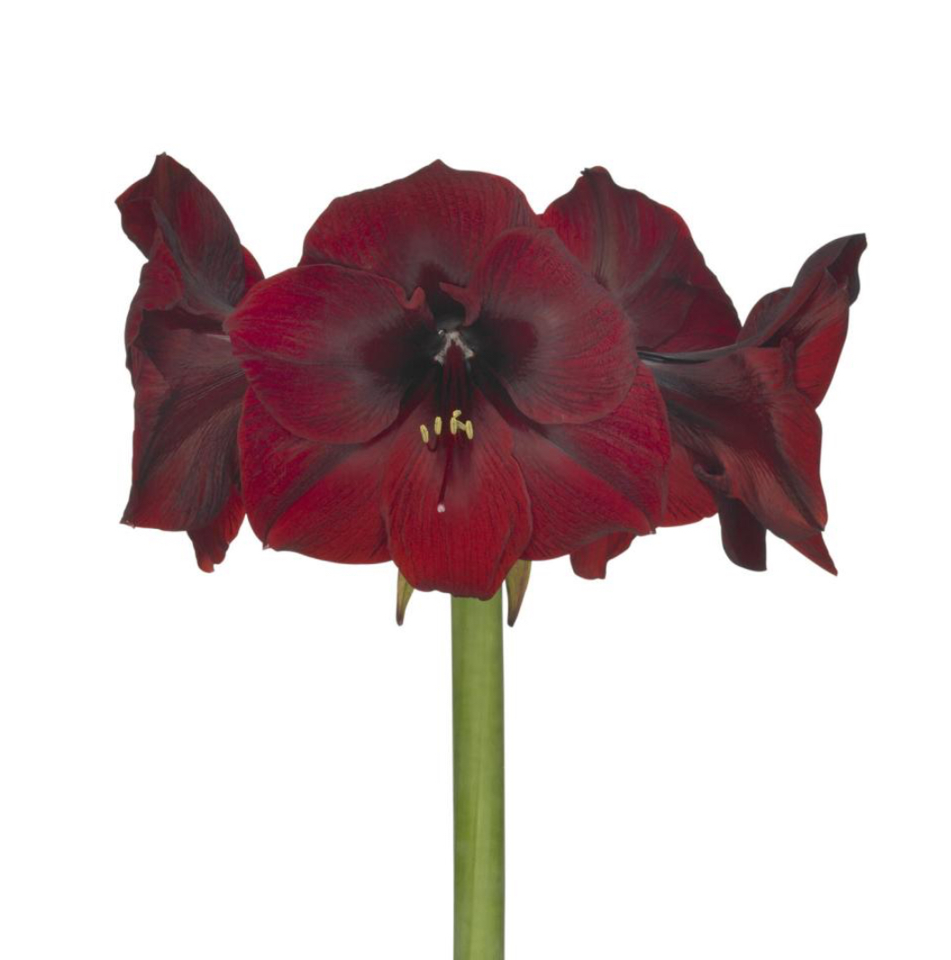 Amaryllis, Premium, Royal Velvet - Deep Burgundy Red 75cm 4 Heads