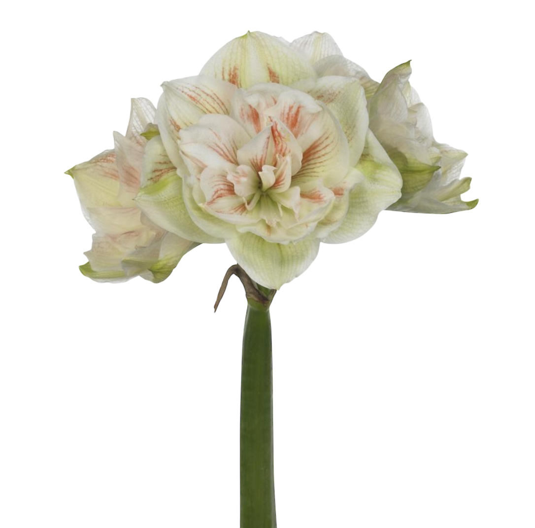 Amaryllis, Premium, Nymph White Red 75cm 4 Heads