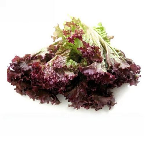 本地有機紅葉生菜 (150g/包)