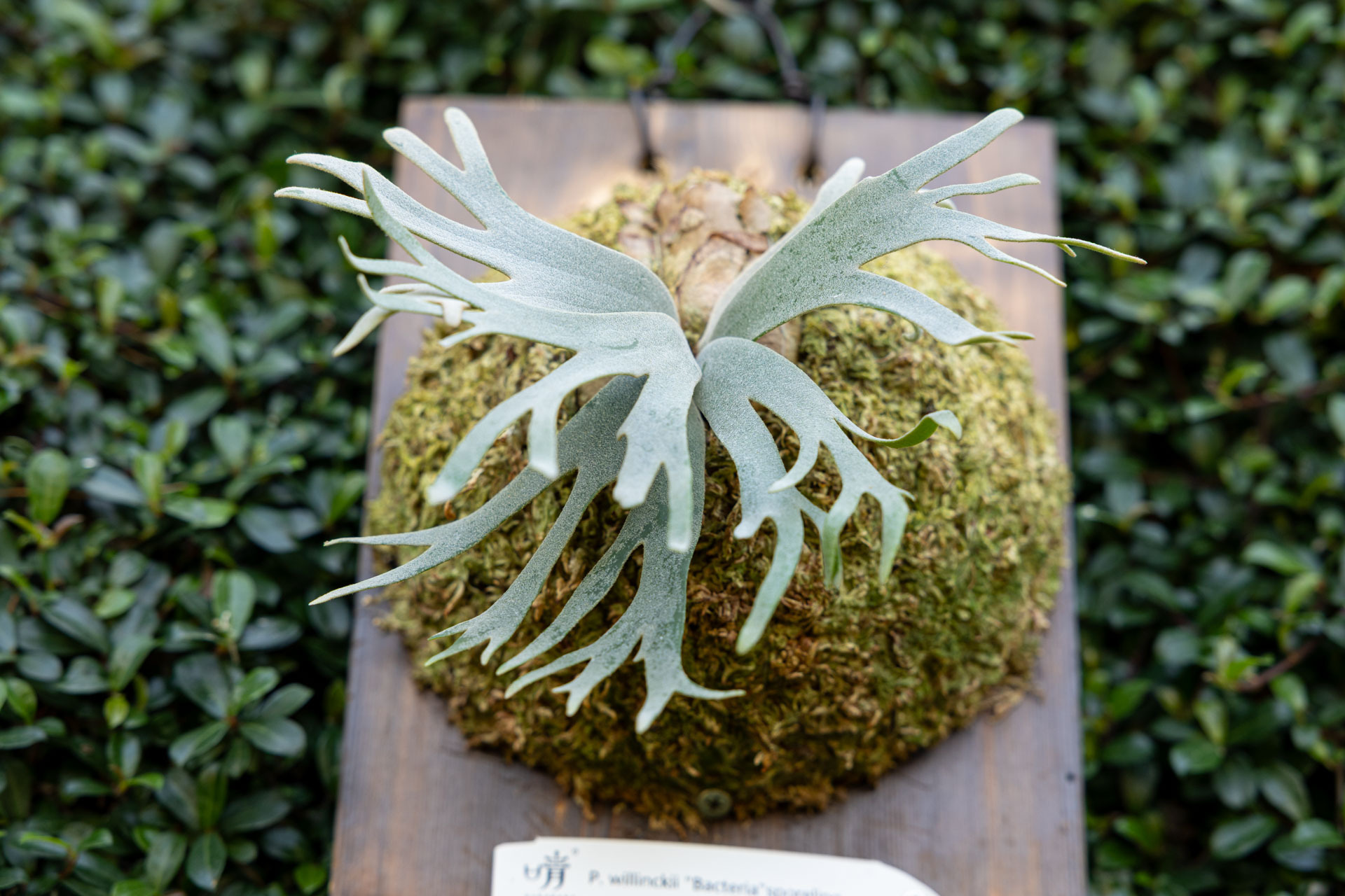 P. willinckii 'Bacteria' sporeling