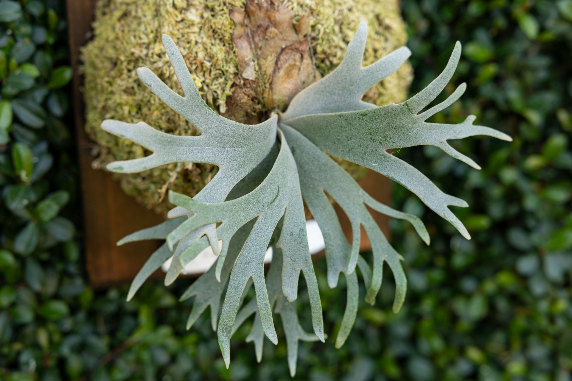 P. willinckii 'Bacteria' sporeling