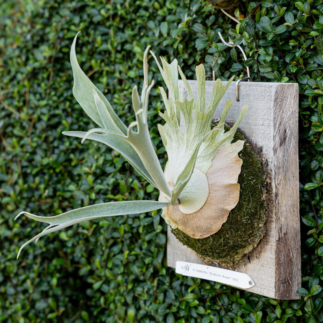 P.veitchii