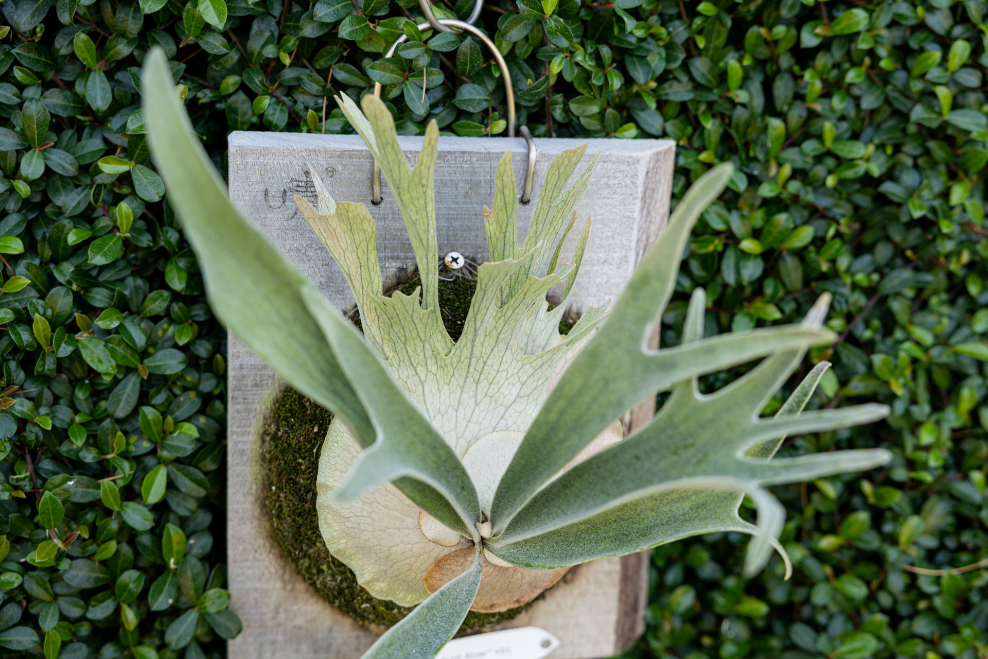 P.veitchii