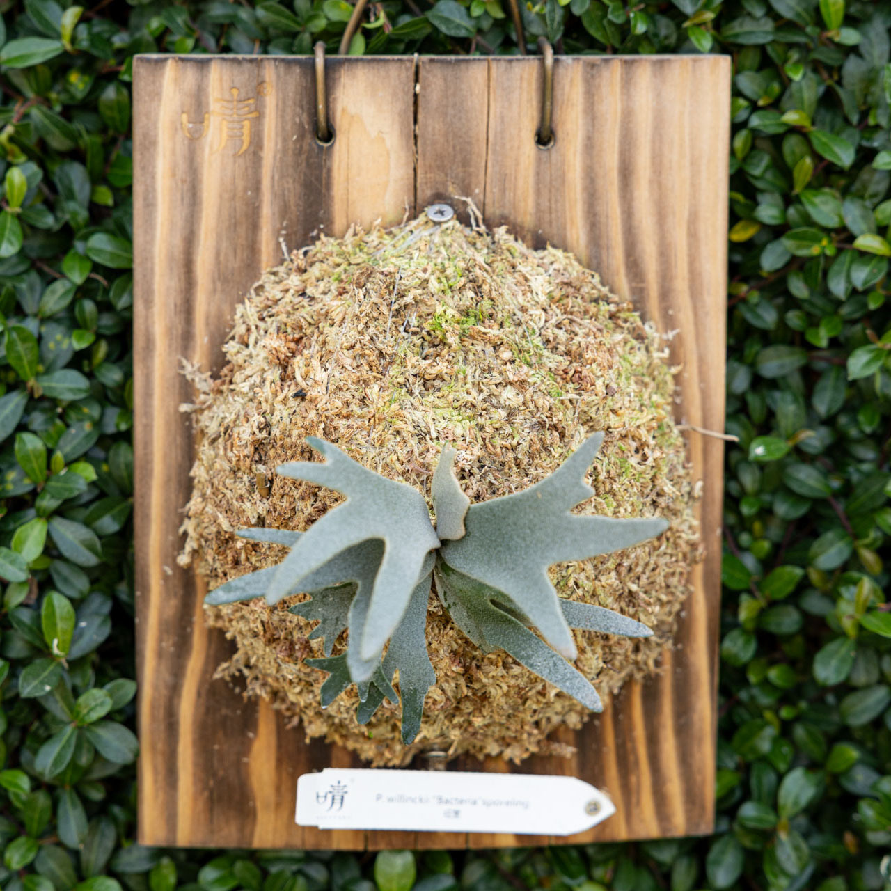 P. willinckii 'Bacteria' sporeling