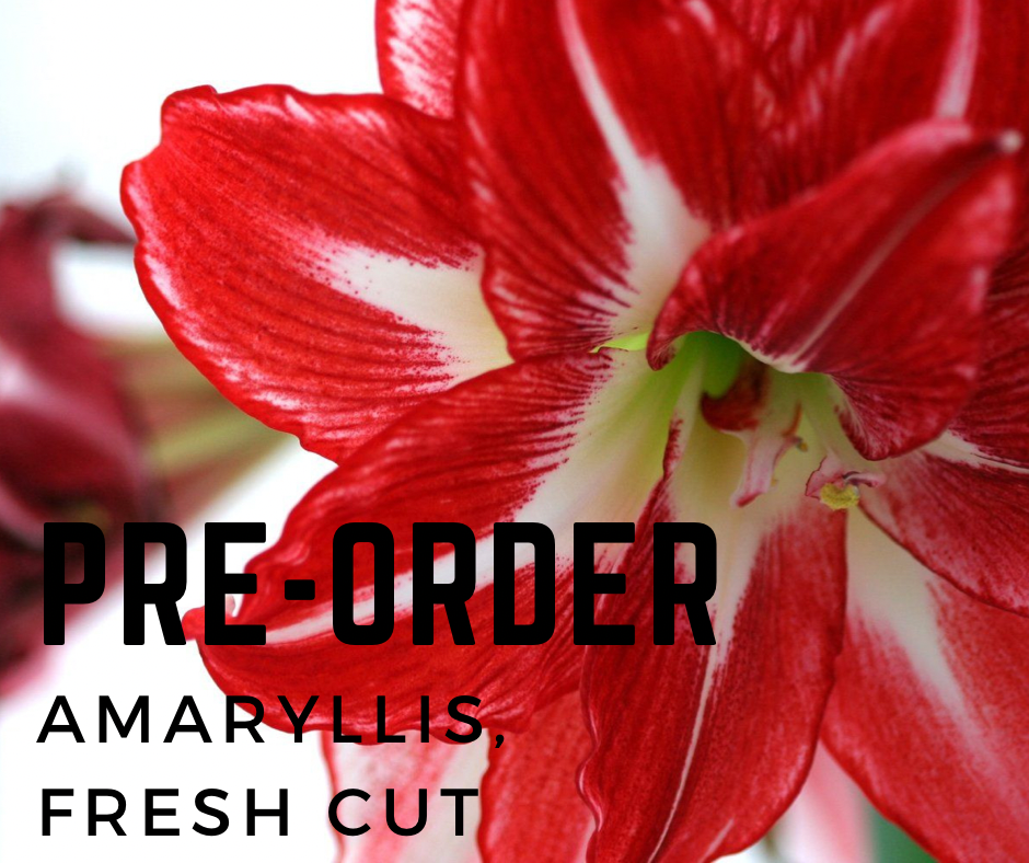 Amuse Fleur Florist HK, Amuse Fleur Flowers, CNY Flowers, Amaryllis, Chinese New Year Flowers