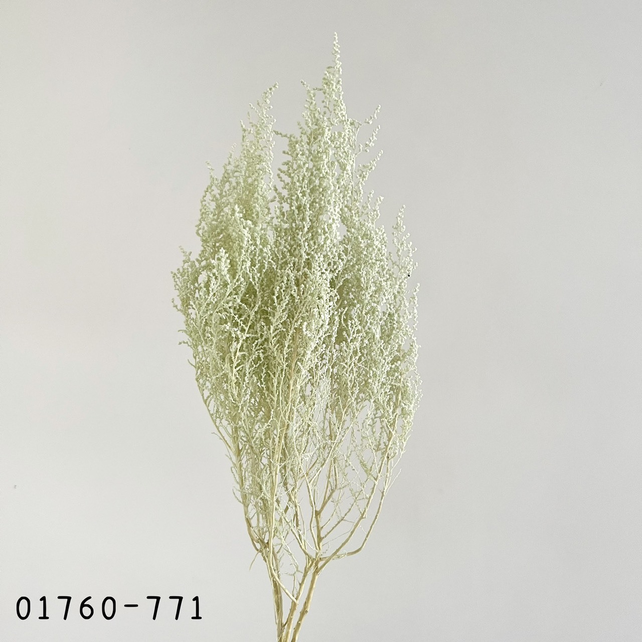 日本不凋史托比 01760-771