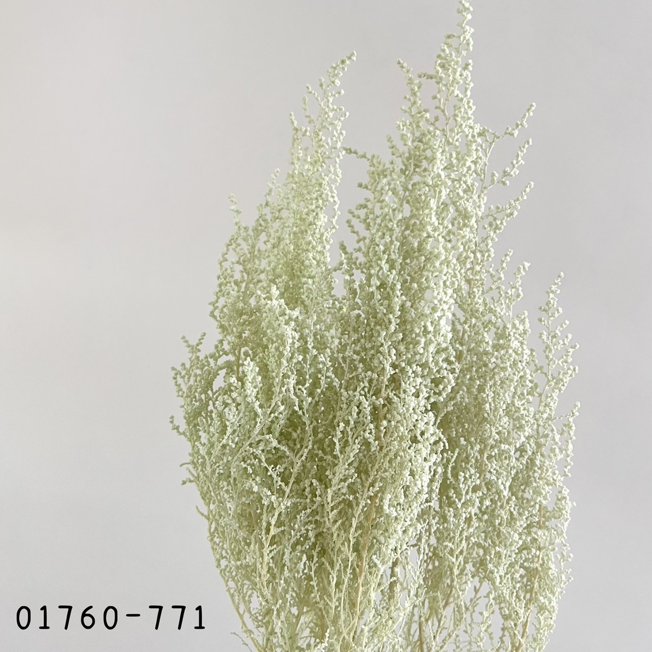 日本不凋史托比 01760-771