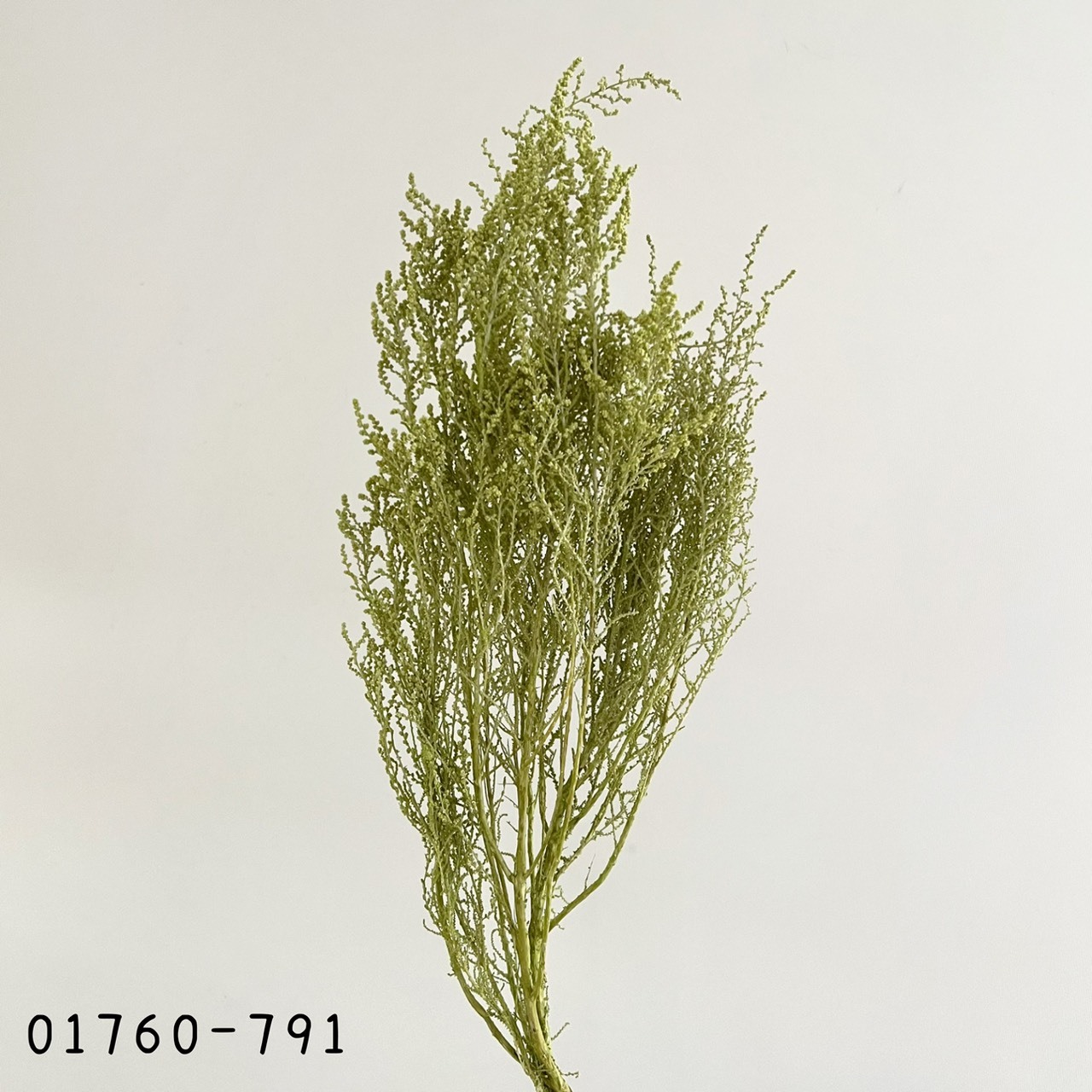 日本不凋史托比 01760-791