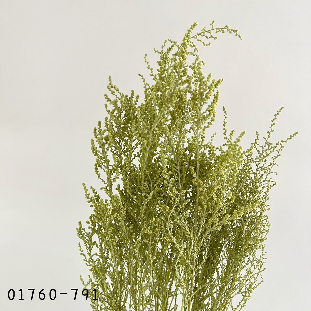 日本不凋史托比 01760-791