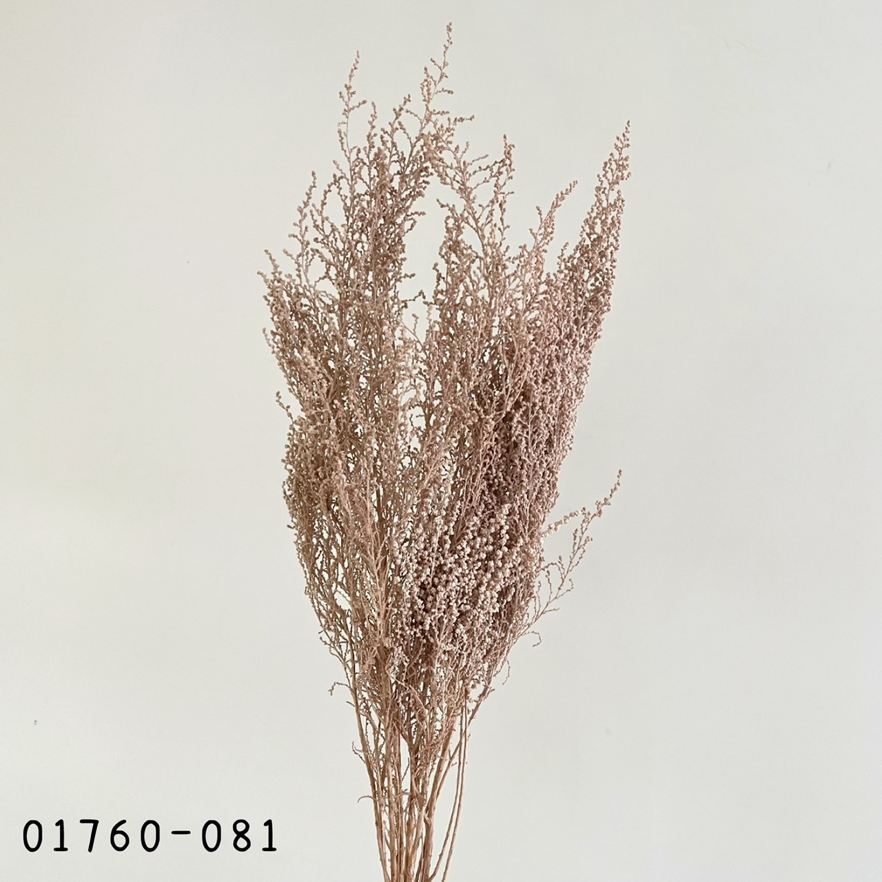 日本不凋史托比 01760-081