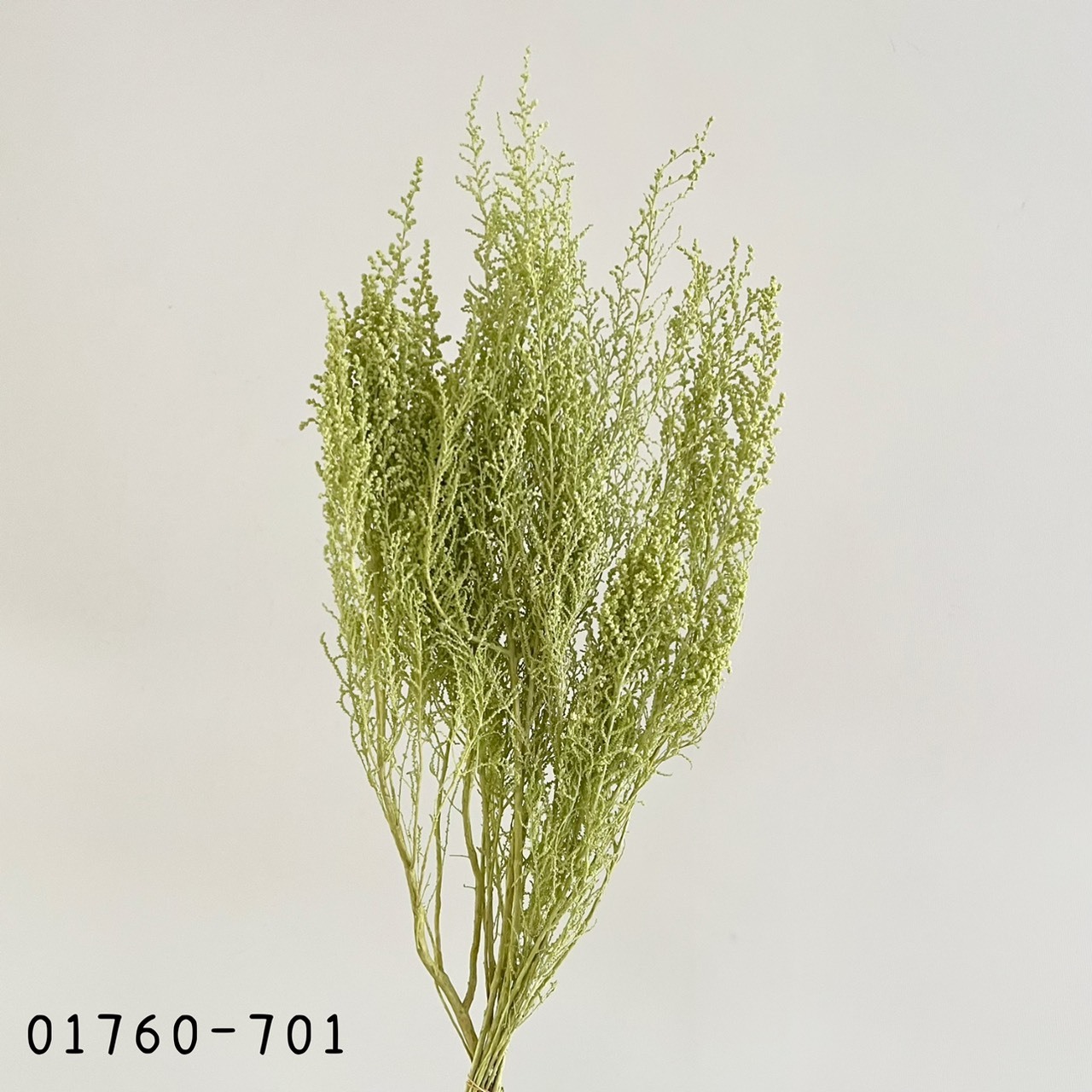 日本不凋史托比 01760-701