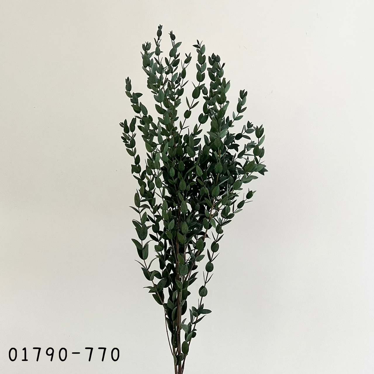 日本不凋小尖尤加利葉 01790-770