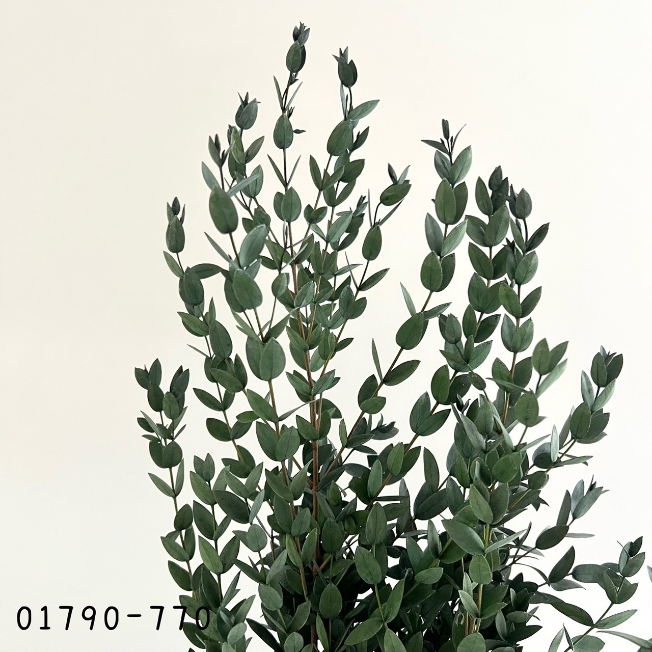 日本不凋小尖尤加利葉 01790-770