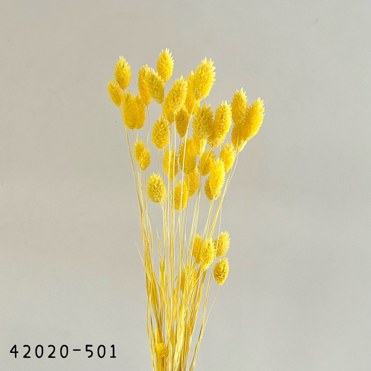 日本乾燥加那利 42020-501