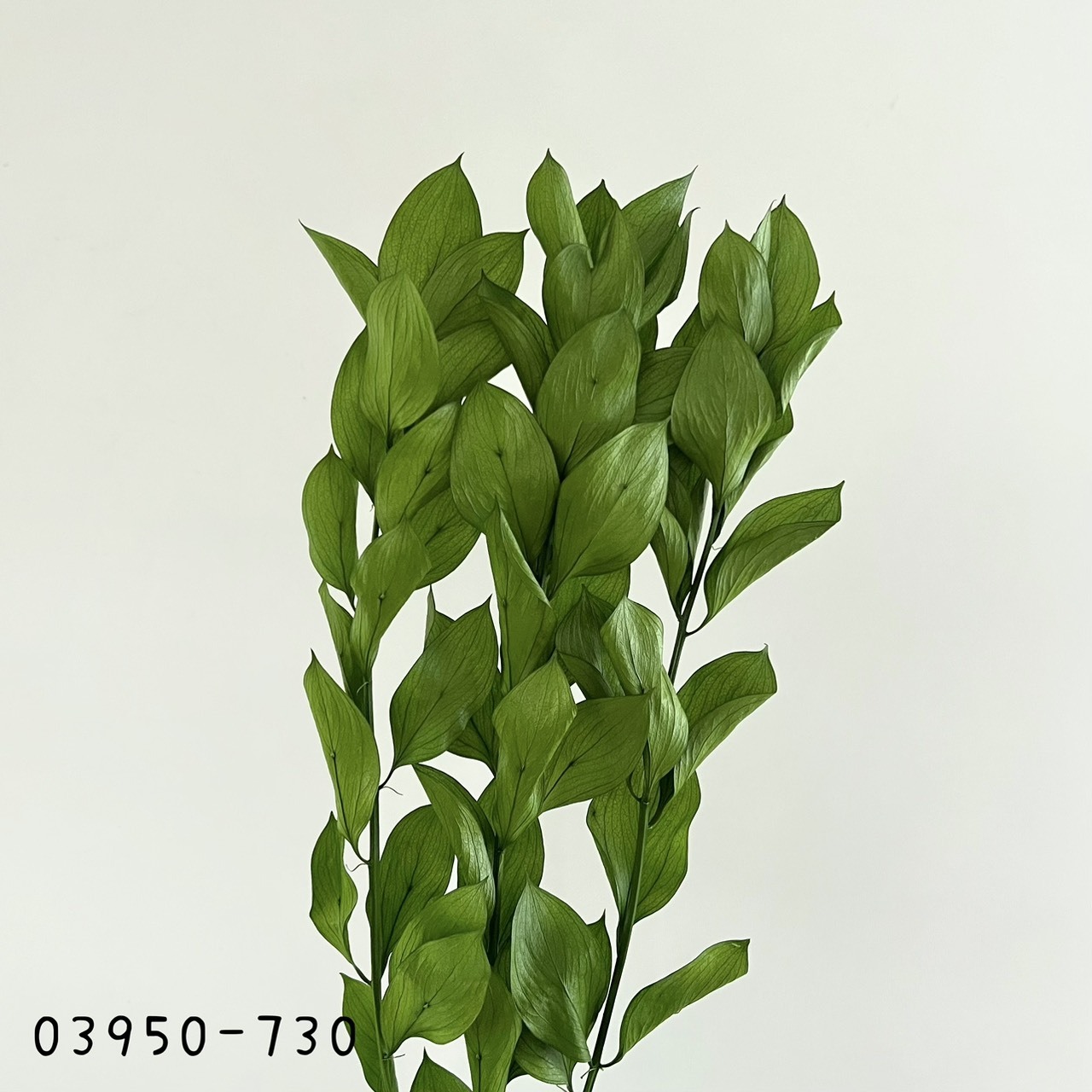 日本不凋大樺木葉 03950-730