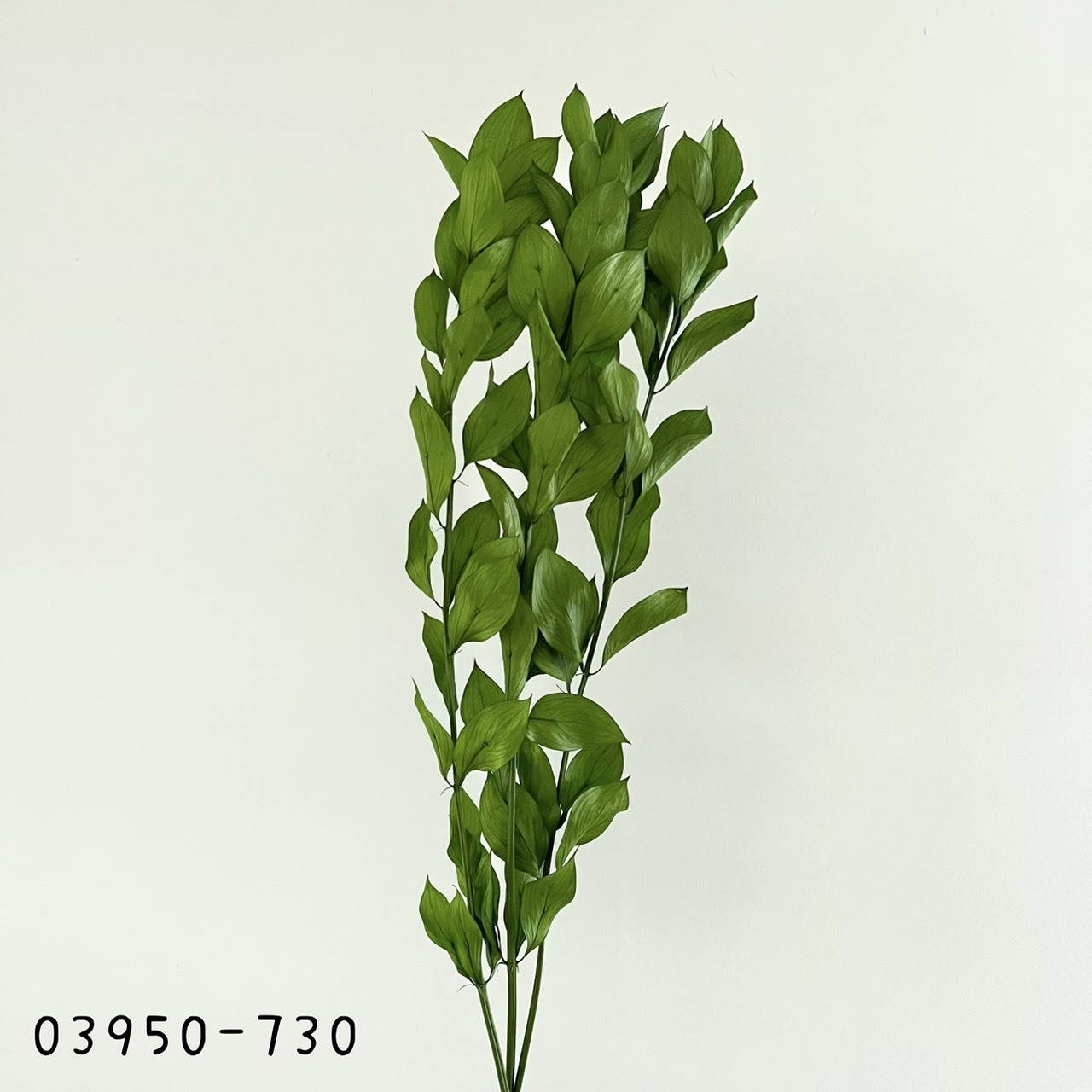 日本不凋大樺木葉 03950-730