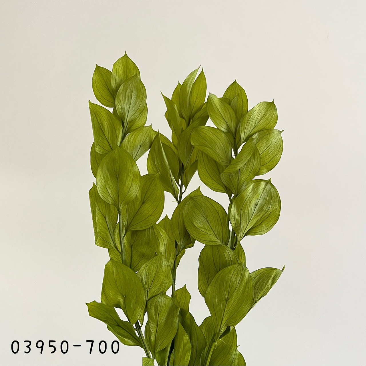 日本不凋大樺木葉 03950-700