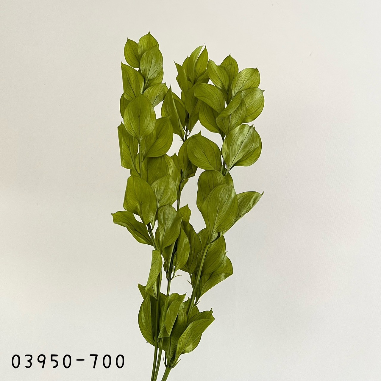 日本不凋大樺木葉 03950-700