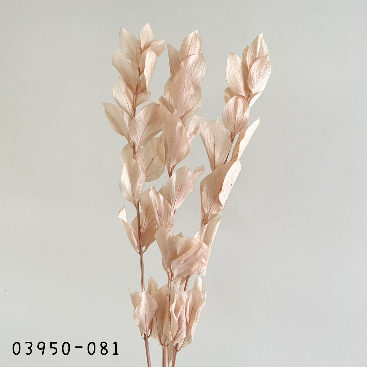 日本不凋大樺木葉 03950-081