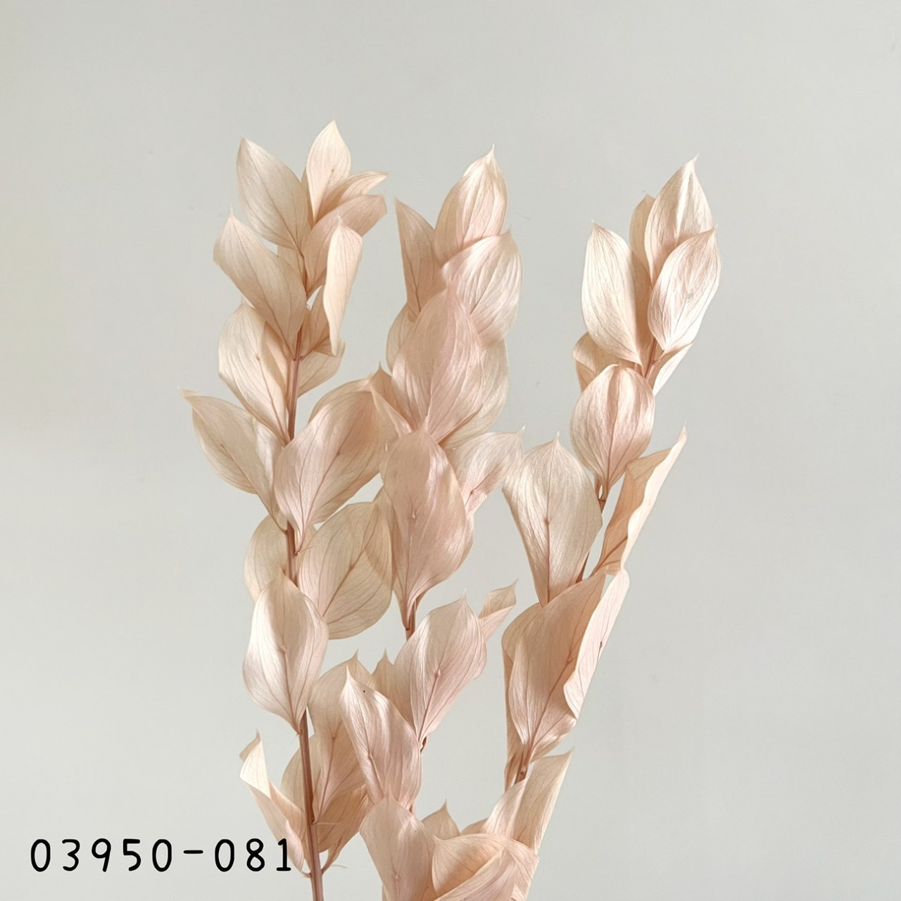 日本不凋大樺木葉 03950-081