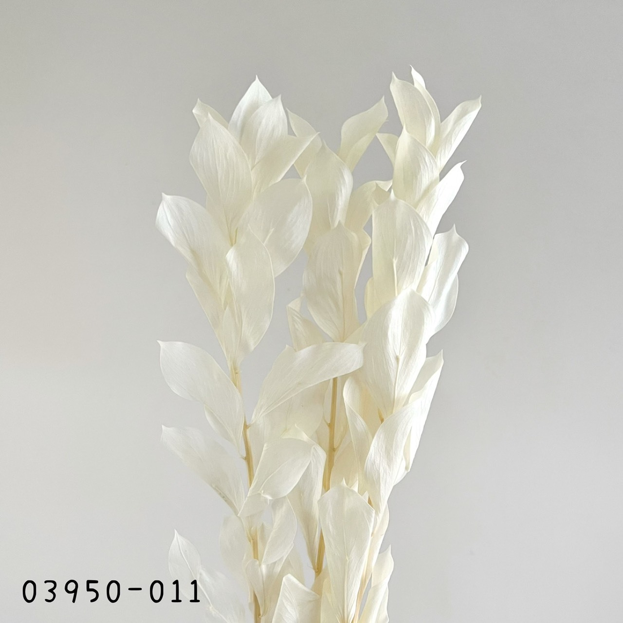 日本不凋大樺木葉 03950-011