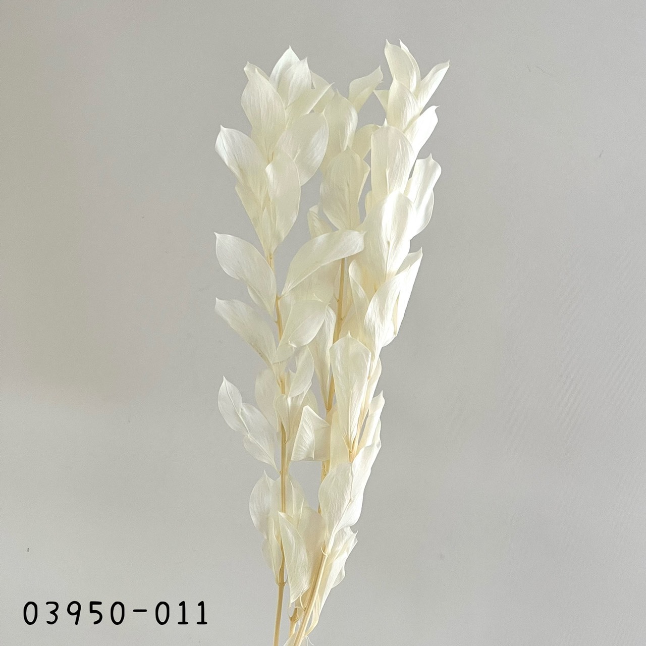 日本不凋大樺木葉 03950-011