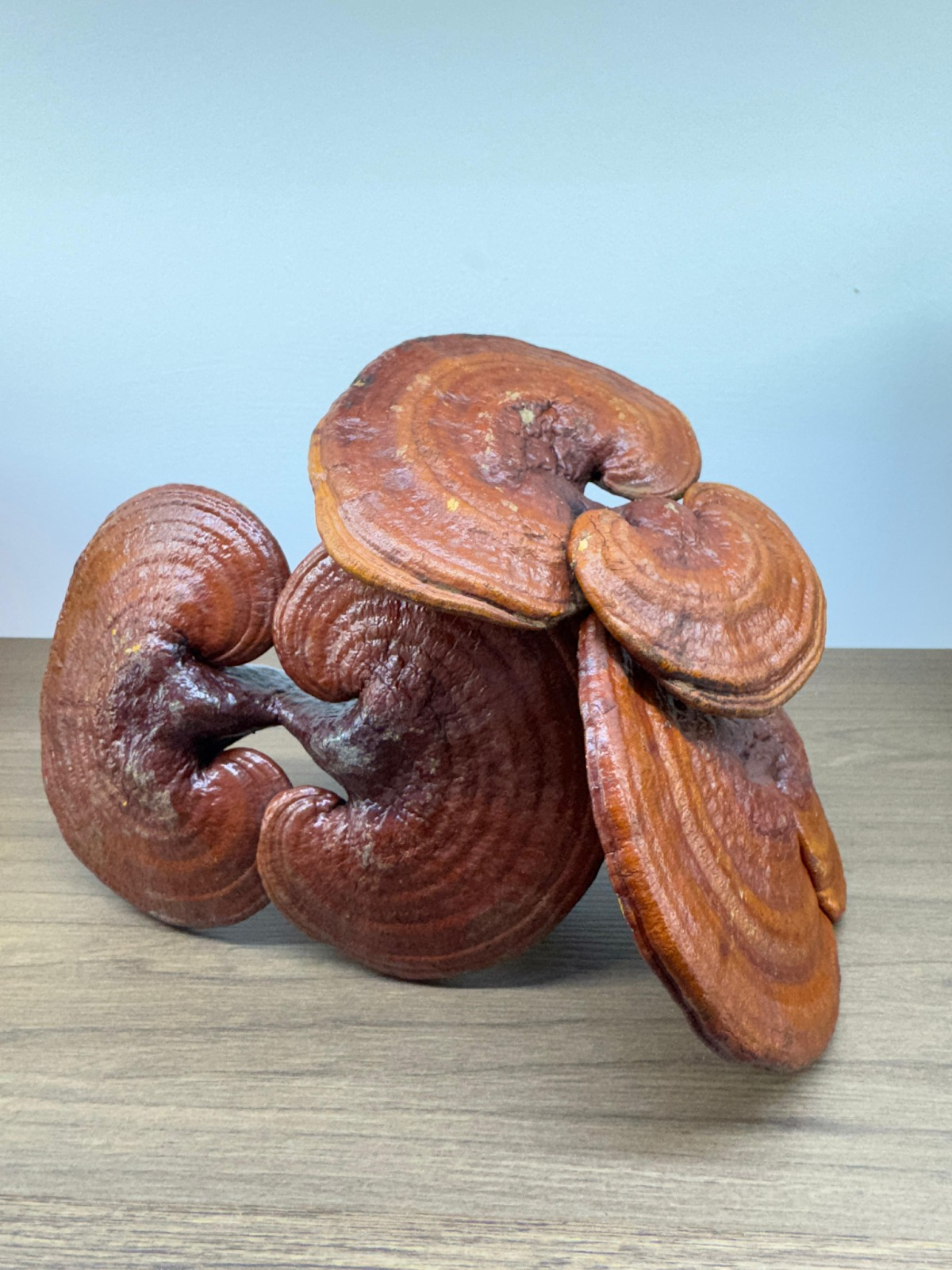 4G277 特級有機赤靈芝 （原隻）500克