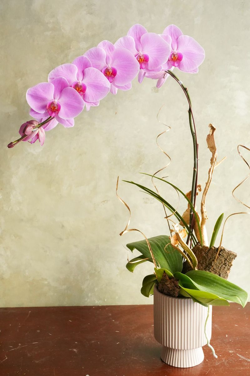 粉色蝴蝶蘭花推薦,粉色蝴蝶蘭花台北,粉色蝴蝶蘭花開幕推薦,蝴蝶蘭特寫,粉色蝴蝶蘭花2