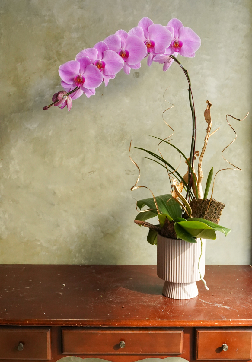 粉色蝴蝶蘭花推薦,粉色蝴蝶蘭花台北,粉色蝴蝶蘭花開幕推薦,蝴蝶蘭特寫,粉色蝴蝶蘭花23