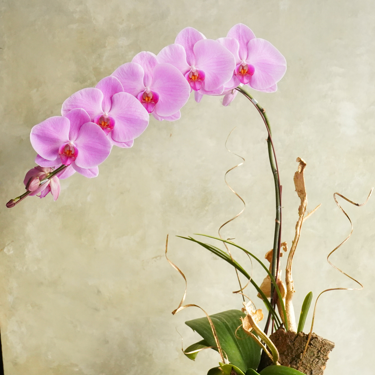 粉色蝴蝶蘭花推薦,粉色蝴蝶蘭花台北,粉色蝴蝶蘭花開幕推薦,蝴蝶蘭特寫,粉色蝴蝶蘭花32