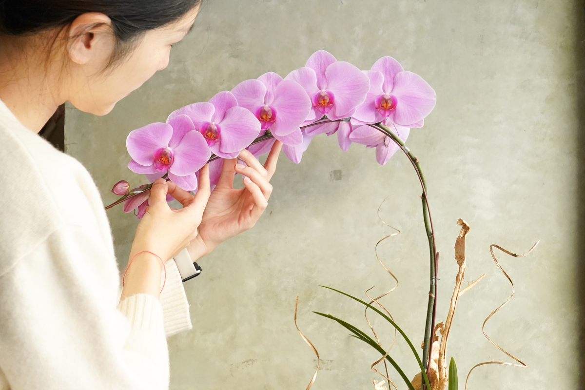粉色蝴蝶蘭花推薦,粉色蝴蝶蘭花台北,粉色蝴蝶蘭花開幕推薦,蝴蝶蘭特寫,粉色蝴蝶蘭花