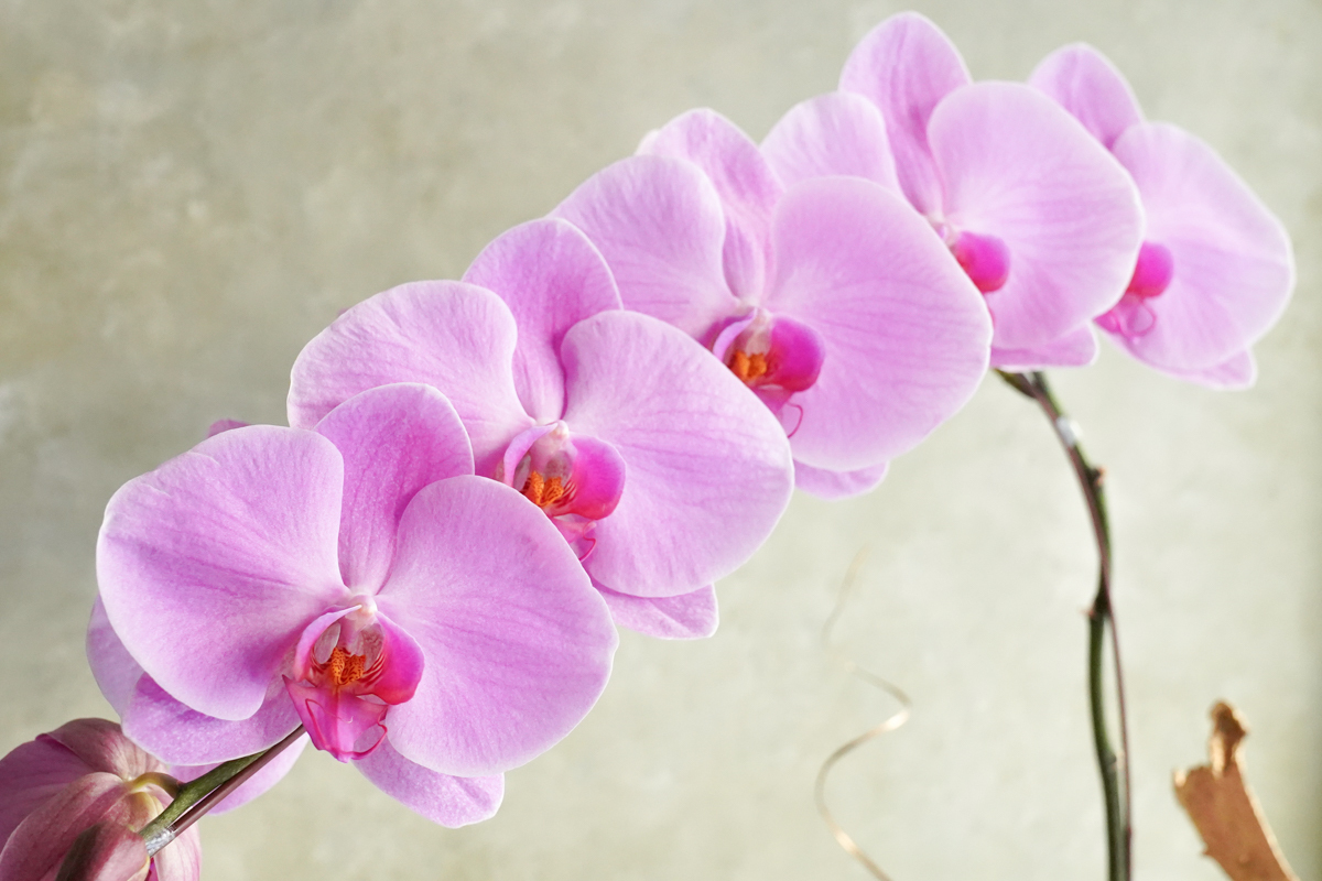 粉色蝴蝶蘭花推薦,粉色蝴蝶蘭花台北,粉色蝴蝶蘭花開幕推薦,蝴蝶蘭特寫,粉色蝴蝶蘭花33