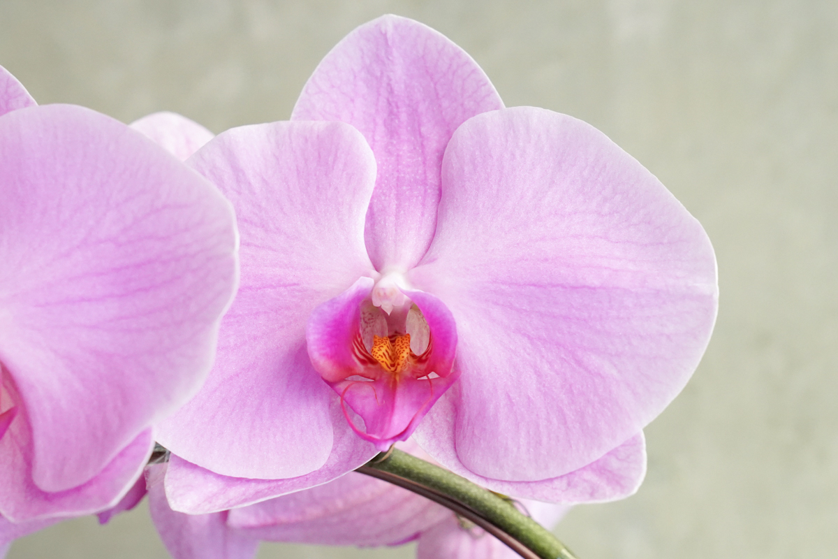 粉色蝴蝶蘭花推薦,粉色蝴蝶蘭花台北,粉色蝴蝶蘭花開幕推薦,蝴蝶蘭特寫,粉色蝴蝶蘭花32