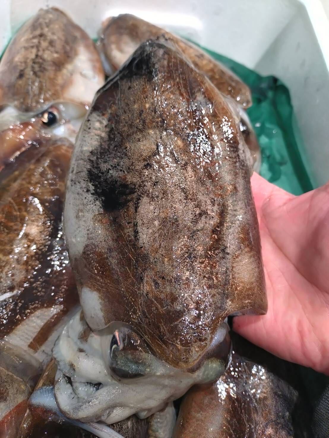 コウイカ墨烏賊