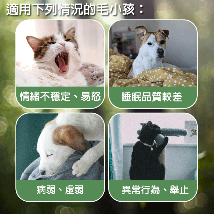 《天祐德愛寵》毛小孩提升正能量❤️解病氣化煞元氣穩定套裝‼️