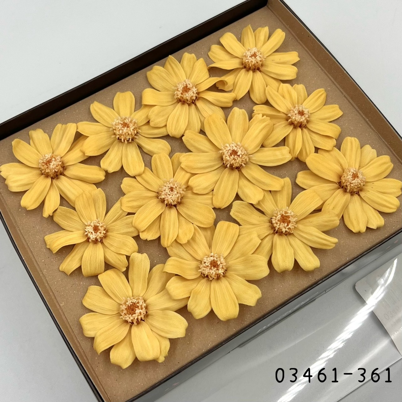 日本不凋百日草(12朵) 03461-361