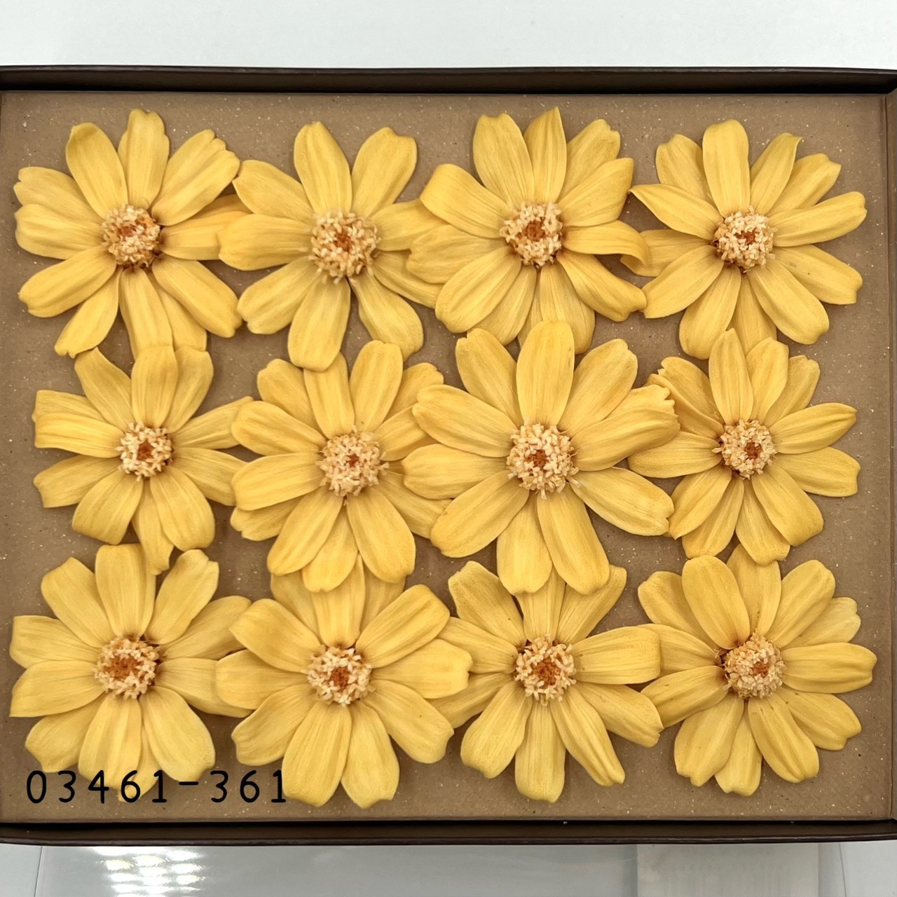 日本不凋百日草(12朵) 03461-361