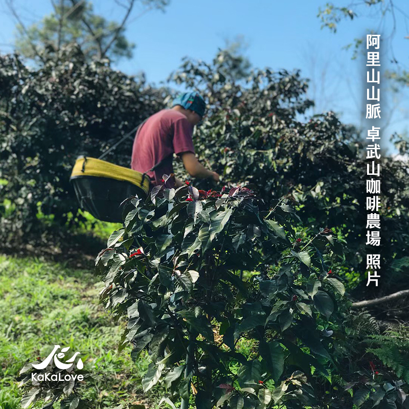 台灣 日曬 阿里山山脈 茶山 卓武山咖啡農場 Blend 0.25磅