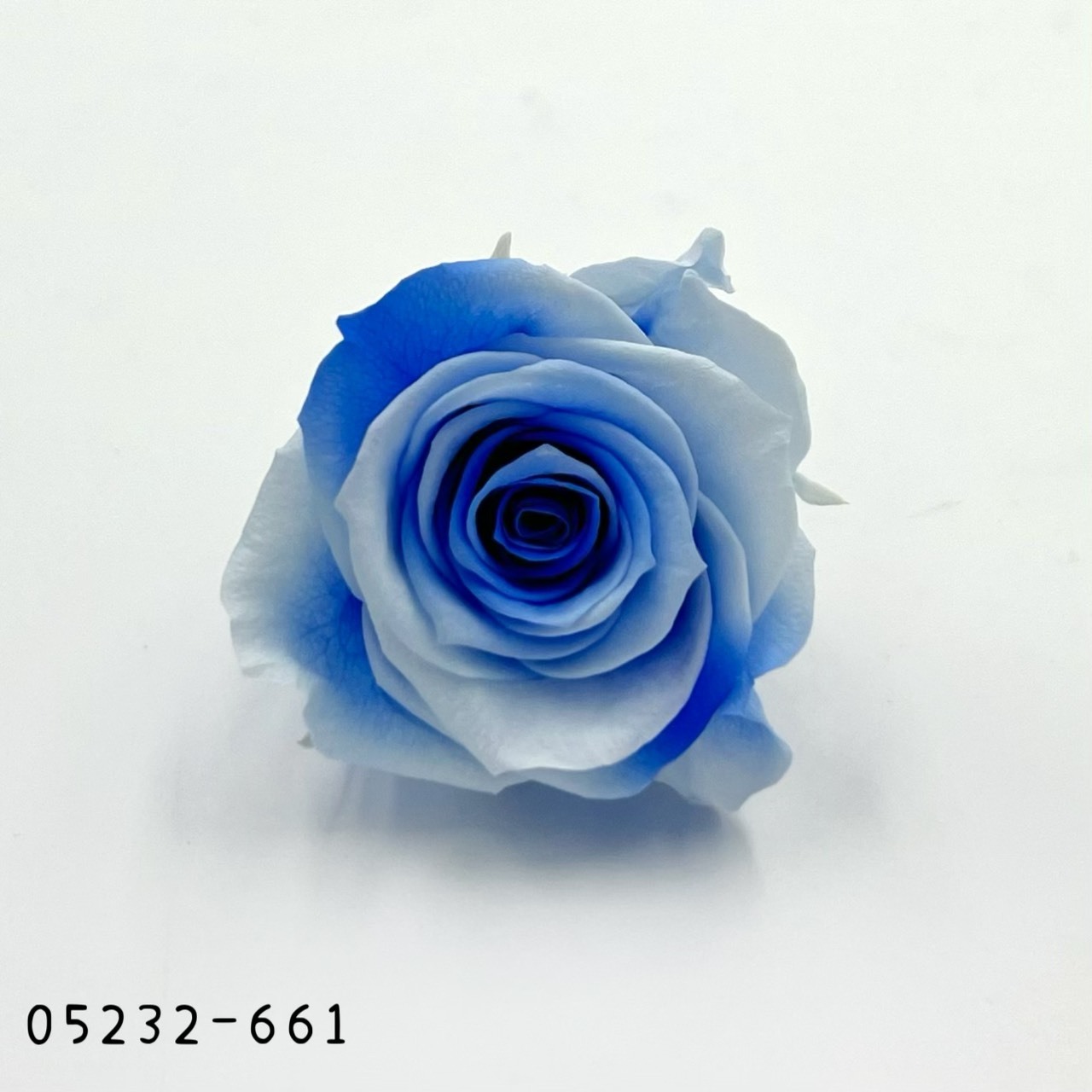 日本不凋大輪漸層玫瑰(9朵) 05232-661