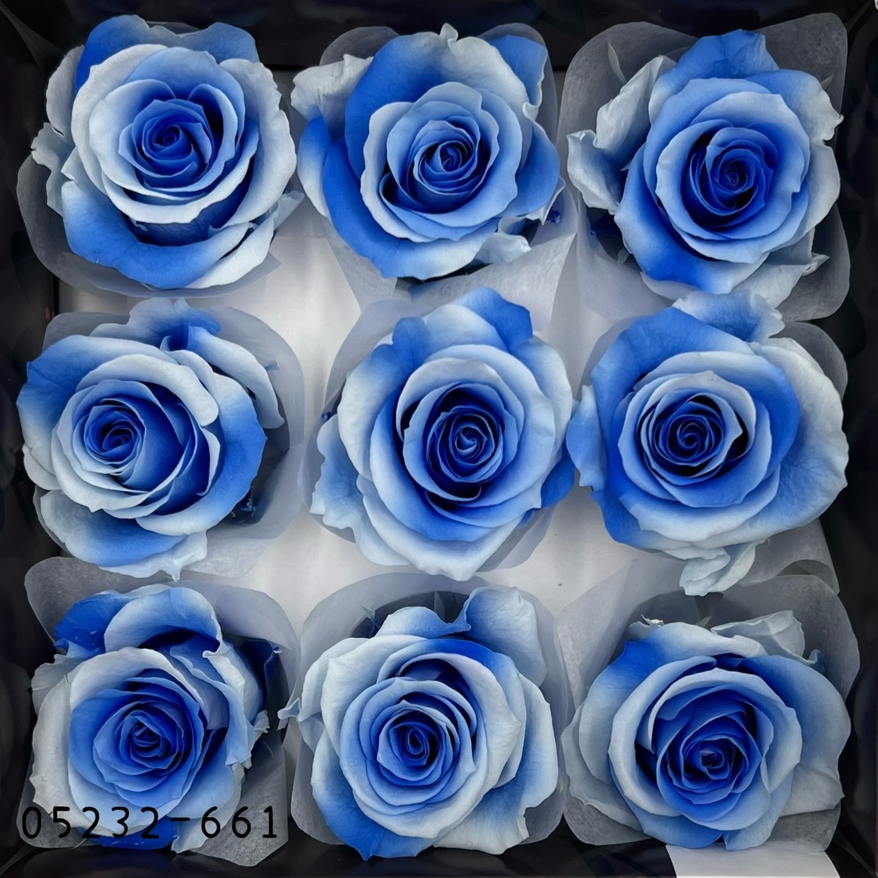 日本不凋大輪漸層玫瑰(9朵) 05232-661