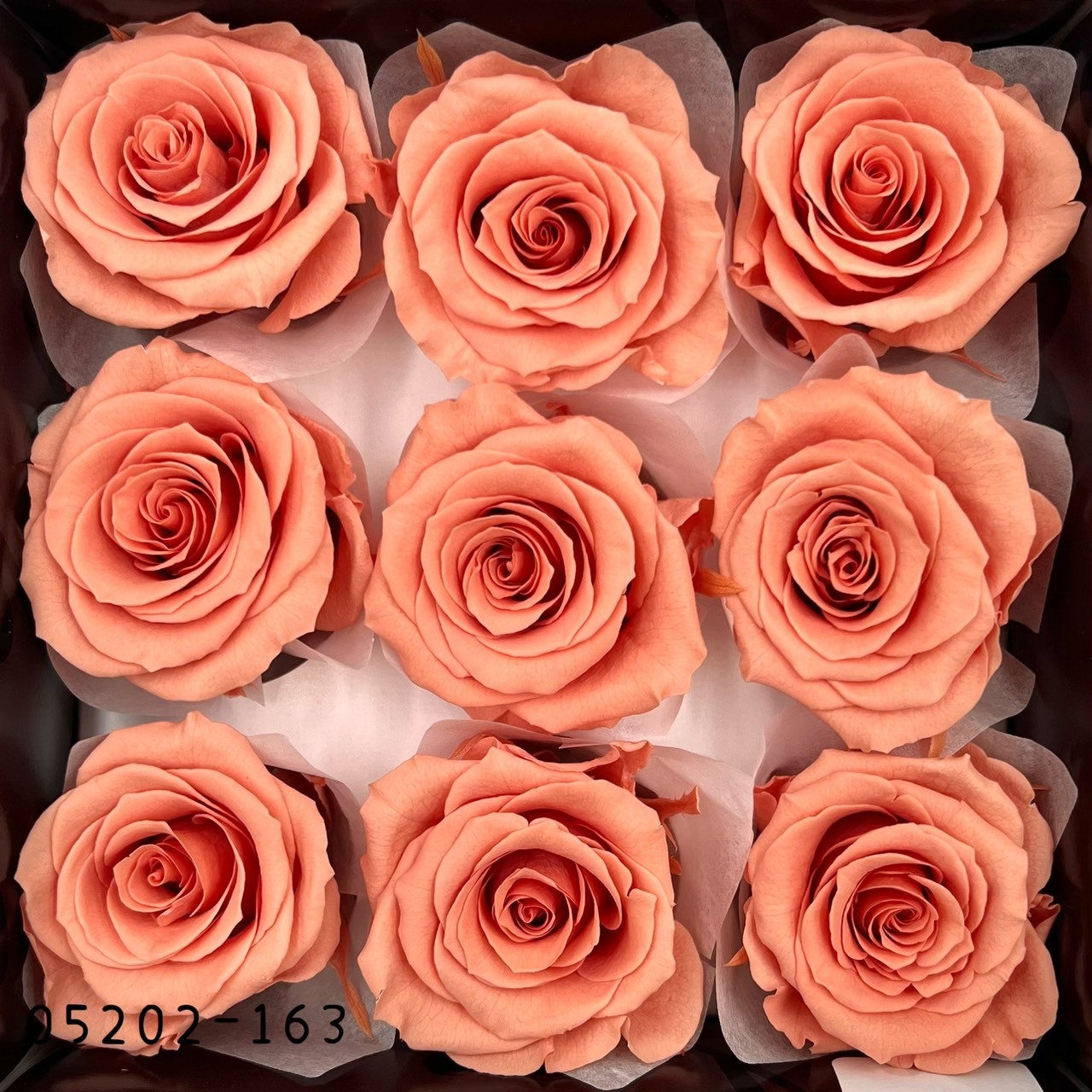 日本不凋大輪玫瑰(M-9朵) 05202-163