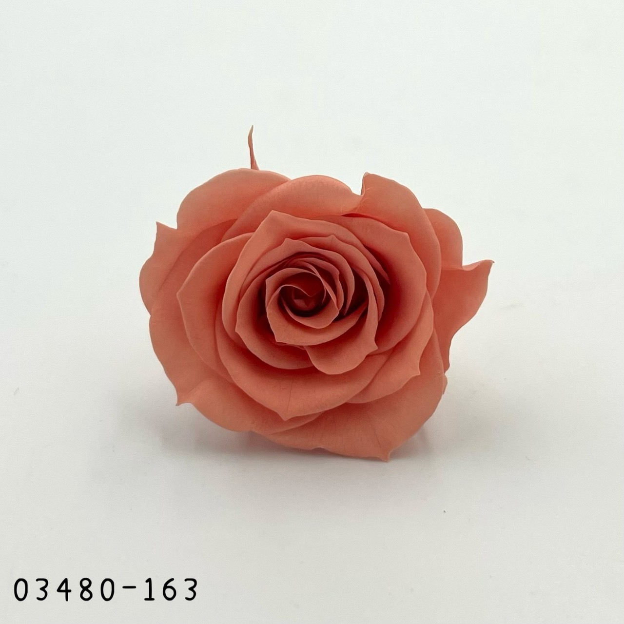 日本不凋中輪玫瑰(9朵) 03480-163