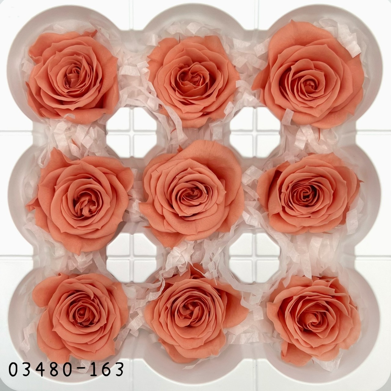 日本不凋中輪玫瑰(9朵) 03480-163