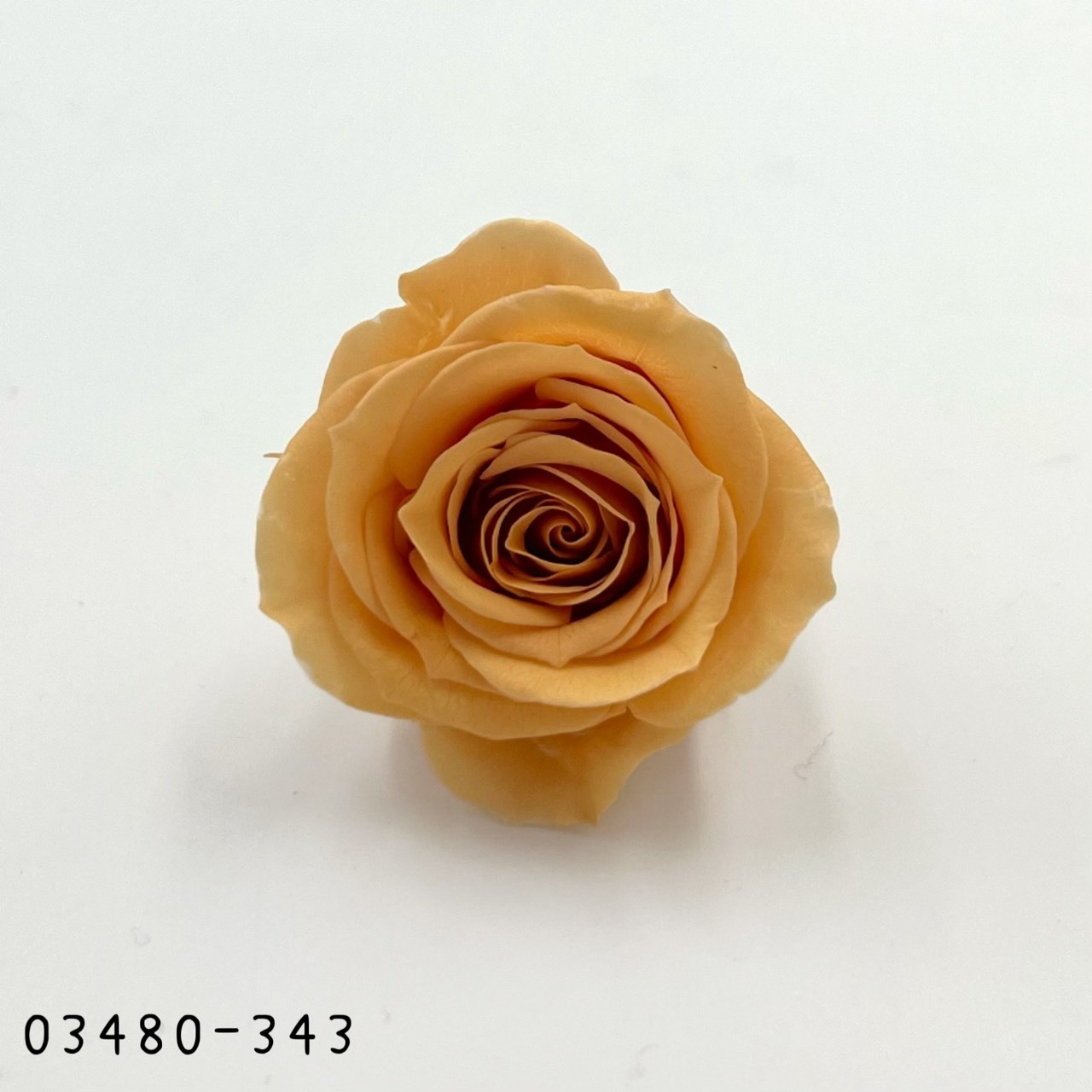 日本不凋中輪玫瑰(9朵) 03480-343