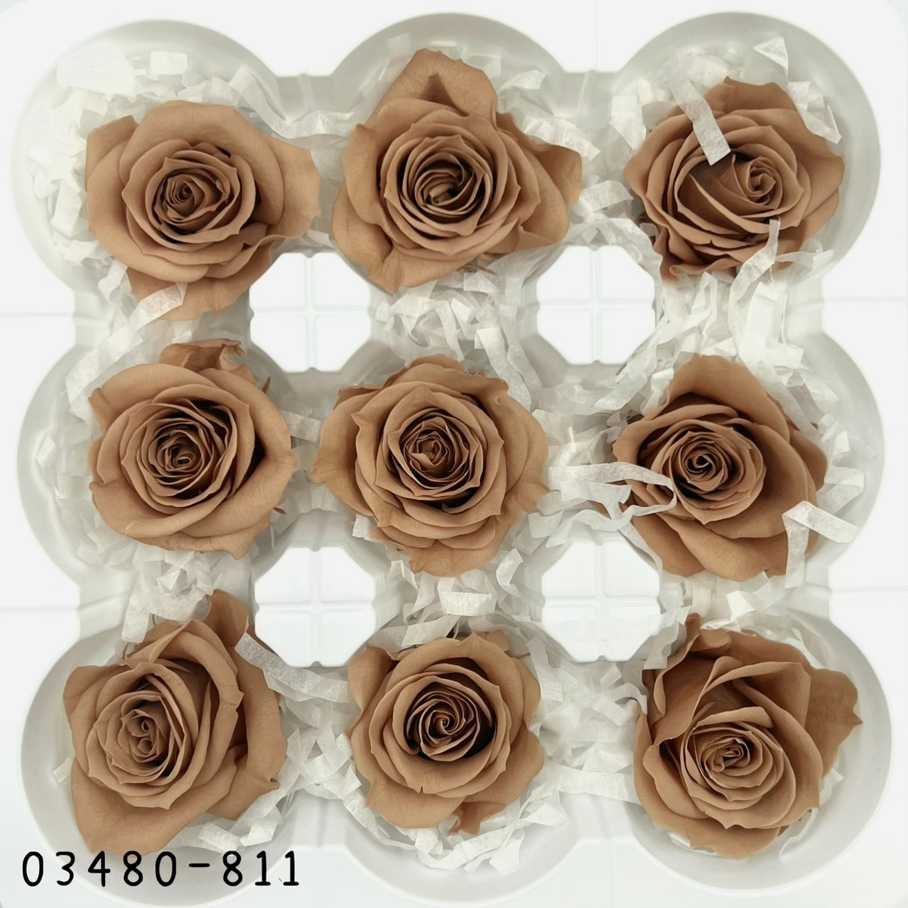 日本不凋中輪玫瑰(9朵) 03480-811