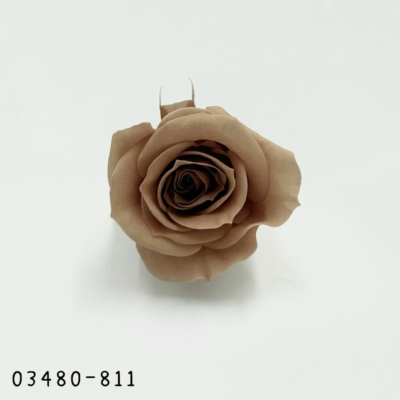 日本不凋中輪玫瑰(9朵) 03480-811