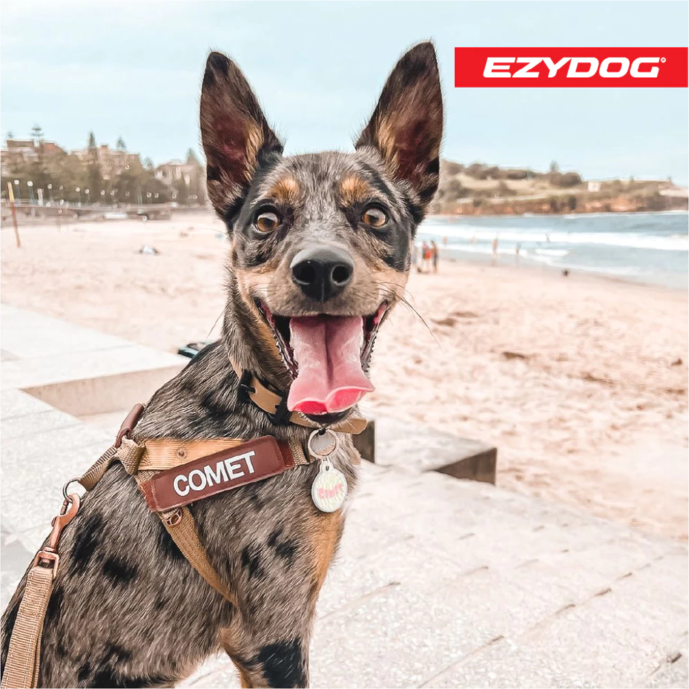 澳洲EzyDog | 秒穿胸背帶