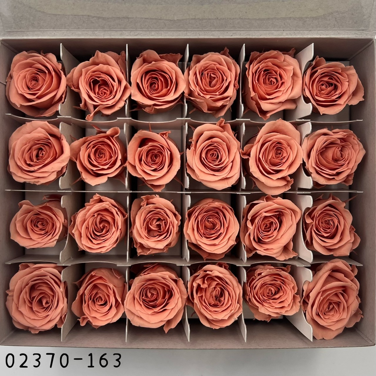 日本不凋迷你玫瑰(24朵) 02370-163
